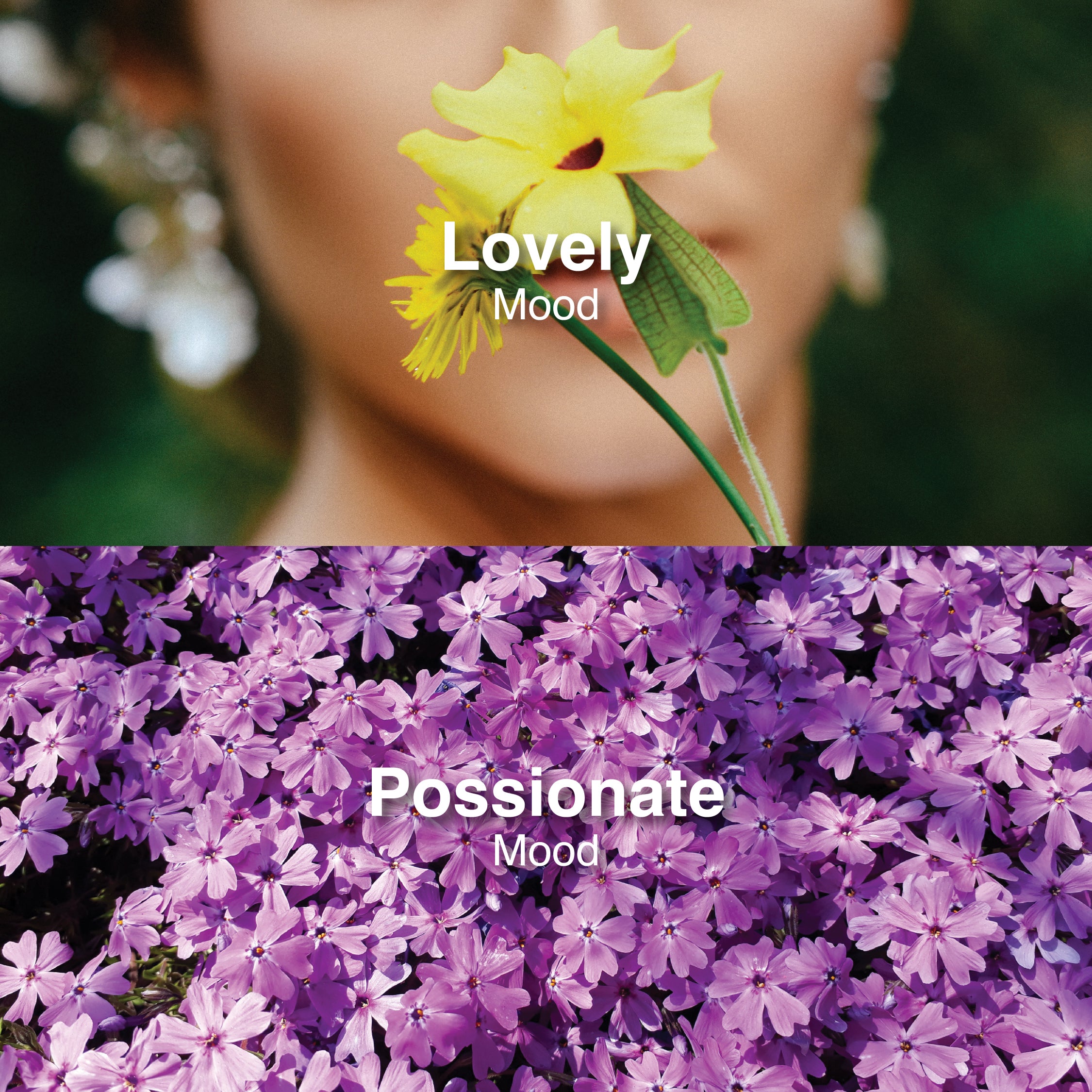 Hush Lush – Luscious Collection | 100ml